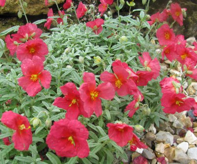 Helianthemum 'Beech Park Red'